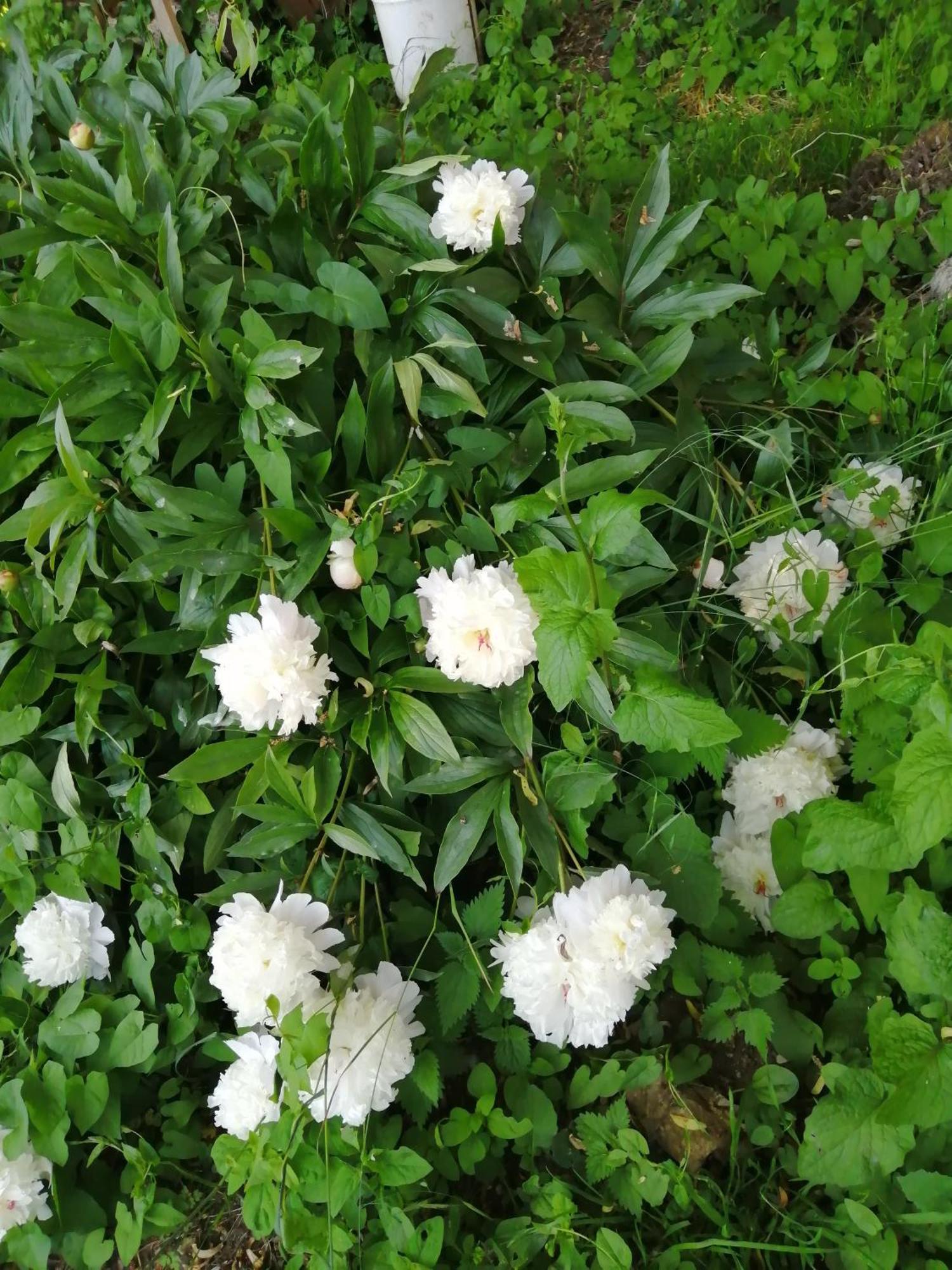 O Jardin De Boutancourt Villa Eksteriør bilde